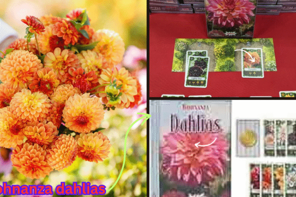 Bohnanza Dahlias The Complete Guide to Growing and Enjoying These Beautiful Blooms bohnanza dahlias