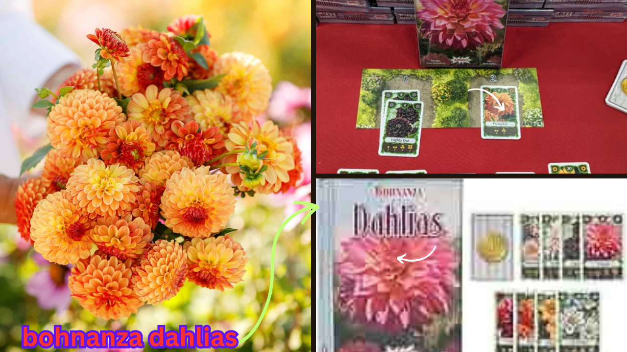 bohnanza dahlias