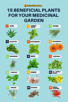 Top 15 Medicinal Plants You Should Grow at Home