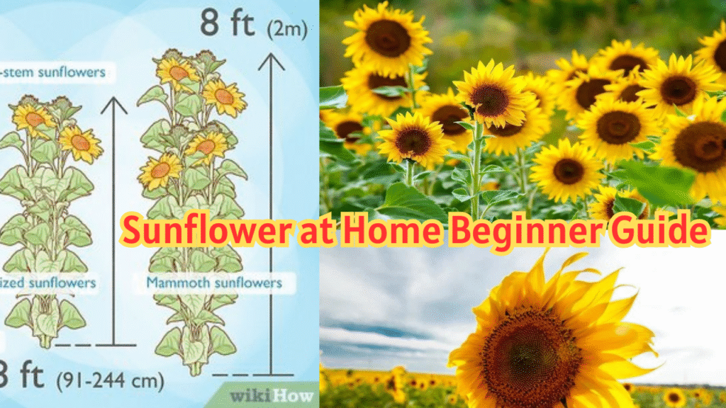 Sunflower at Home Beginner Guide